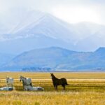 Photo of four horses standing up and two horses lying down on a grassy Autumn plain with a mountain in the distance in Colorado.