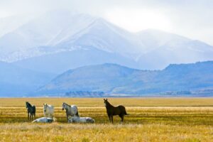 Photo of four horses standing up and two horses lying down on a grassy Autumn plain with a mountain in the distance in Colorado.