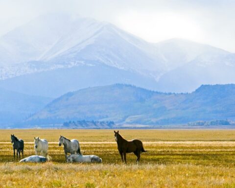 Photo of four horses standing up and two horses lying down on a grassy Autumn plain with a mountain in the distance in Colorado.